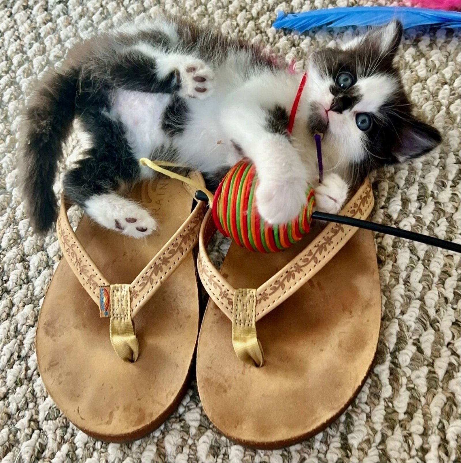 Smitten with the Kittens